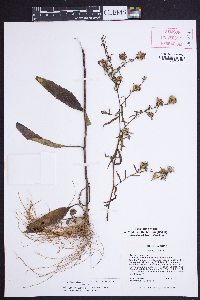 Symphyotrichum retroflexum image