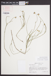 Symphyotrichum adnatum image