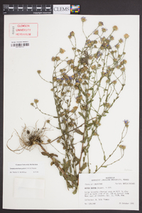 Symphyotrichum patens image