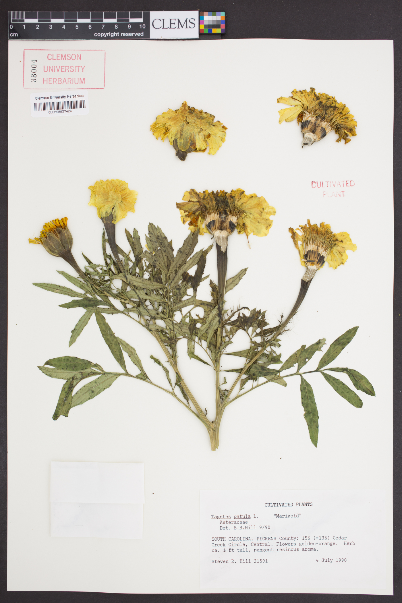 Tagetes patula image