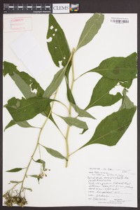 Verbesina alternifolia image