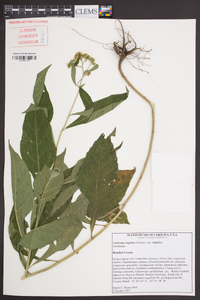 Verbesina virginica image