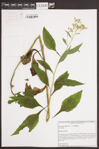 Verbesina virginica image