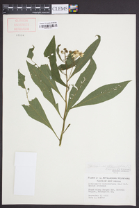 Verbesina alternifolia image