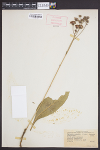 Vernonia acaulis image