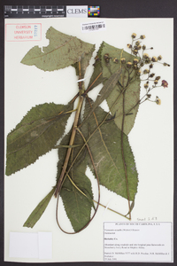 Vernonia acaulis image