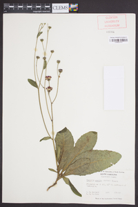 Vernonia acaulis image