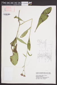 Vernonia acaulis image