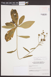 Vernonia acaulis image