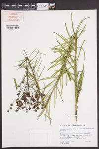 Vernonia angustifolia var. scaberrima image