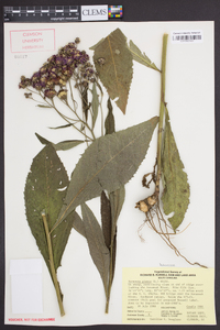 Vernonia glauca image