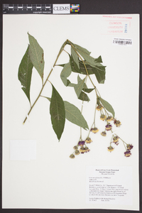 Vernonia glauca image