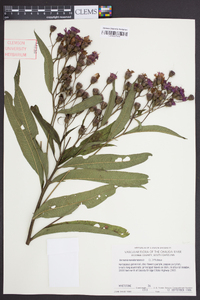 Vernonia noveboracensis image