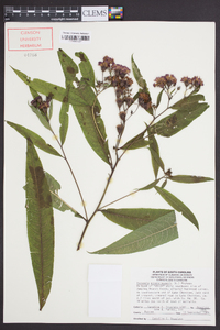 Vernonia noveboracensis image