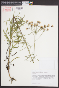 Vernonia angustifolia subsp. angustifolia image