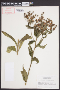 Vernonia baldwinii image