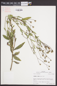 Vernonia texana image