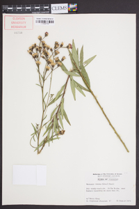 Vernonia texana image