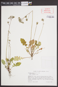 Youngia japonica image