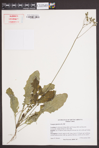 Youngia japonica image