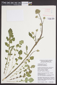 Youngia japonica image