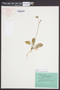 Youngia japonica image