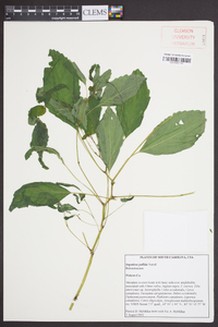 Impatiens pallida image