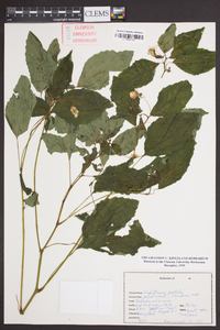 Impatiens pallida image