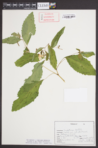 Impatiens pallida image