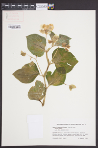 Begonia semperflorens image