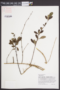 Berberis canadensis image