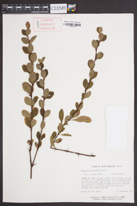 Berberis canadensis image