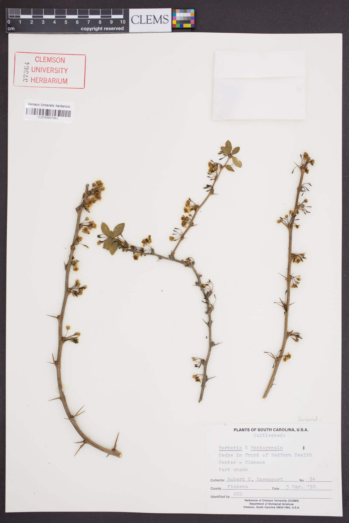 Berberis x mentorensis image