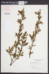 Berberis canadensis image