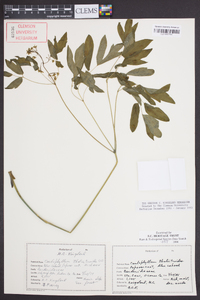 Caulophyllum thalictroides image