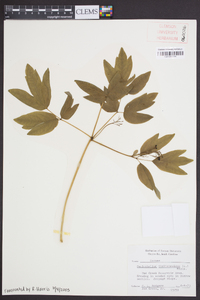 Caulophyllum thalictroides image