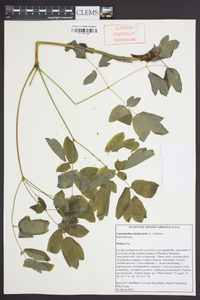 Caulophyllum thalictroides image