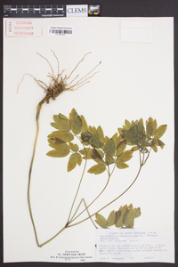 Caulophyllum thalictroides image