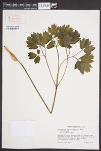 Caulophyllum thalictroides image