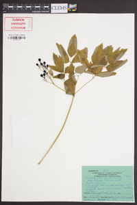 Caulophyllum thalictroides image