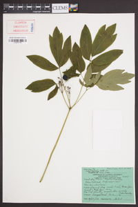 Caulophyllum thalictroides image