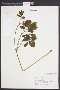 Caulophyllum thalictroides image