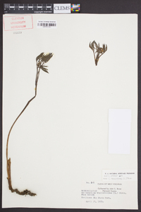 Caulophyllum thalictroides image