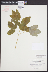 Caulophyllum thalictroides image