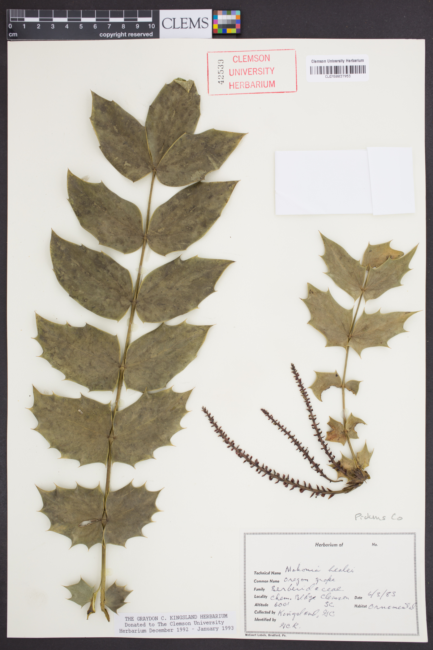Mahonia bealei image
