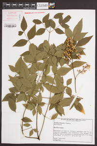 Nandina domestica image