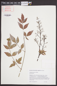 Nandina domestica image