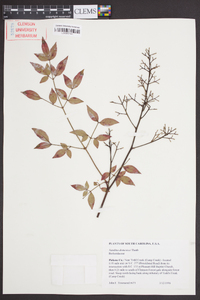 Nandina domestica image