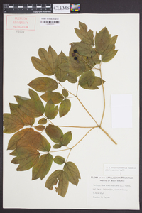 Caulophyllum thalictroides image