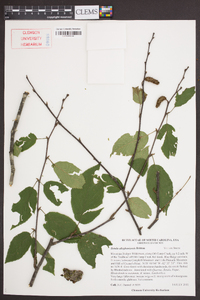 Betula alleghaniensis image